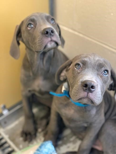 Animal welfare workers seize 55 dogs, puppies from home | iNFOnews.ca