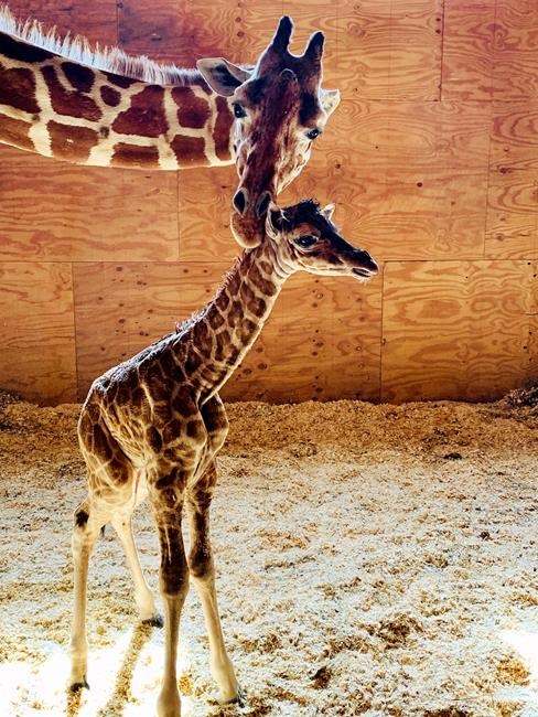 It's a boy! April the Giraffe gives birth again | iNFOnews.ca