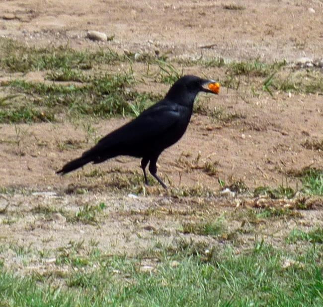 Junk food fight: Science tests how birds compete for Cheetos | iNFOnews.ca Junk food fight: Science tests how birds compete for Cheetos | iNFOnews.ca