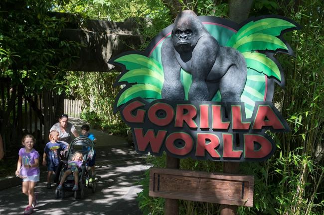 Feds: Barrier to gorilla exhibit entered by boy ineffective | iNFOnews.ca CP1614157842