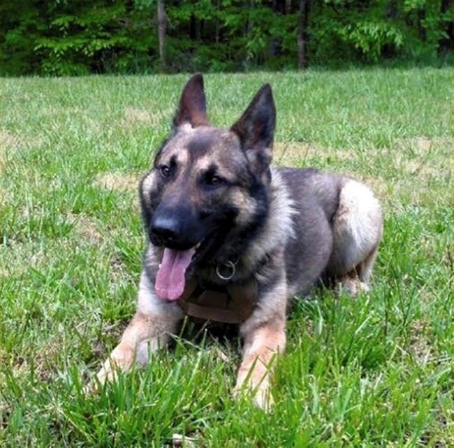 Authorities search for man who shot police K-9 in Virginia | iNFOnews.ca