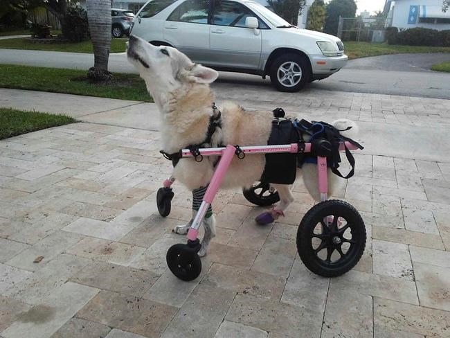 Correction: Disabled Dog Search story | iNFOnews.ca