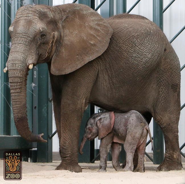Elephant rescued from Swaziland delivers calf at Dallas Zoo | iNFOnews.ca CP505805325