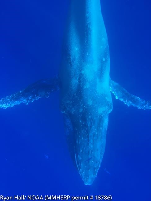 Sickly humpback whale spotted in Hawaii waters | iNFOnews.ca Sickly humpback whale spotted in Hawaii waters | iNFOnews.ca