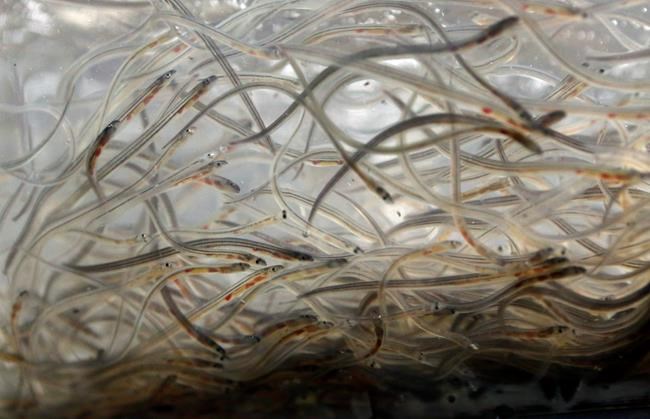 Baby eel lottery is a go in Maine, where elver fishing pays | iNFOnews.ca