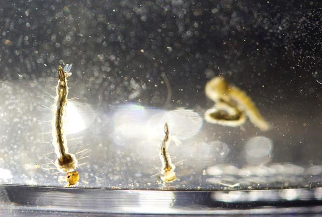 Florida IDs new Miami neighbourhood as Zika zone | iNFOnews.ca Florida IDs new Miami neighbourhood as Zika zone | iNFOnews.ca
