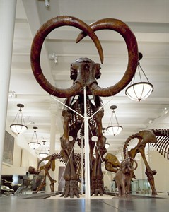 Mammoth achievement: New DNA codes from the extinct beasts; will this help bring them back? | iNFOnews.ca Mammoth achievement: New DNA codes from the extinct beasts; will this help bring them back? | iNFOnews.ca