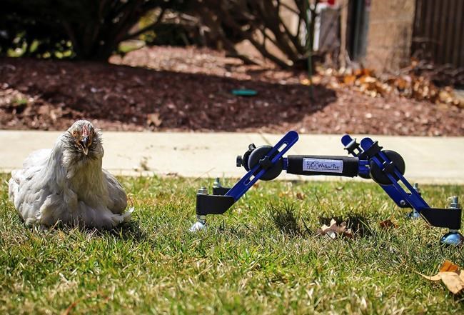 Girl not amused by 'SNL' joke about her disabled pet chicken | iNFOnews.ca Girl not amused by 'SNL' joke about her disabled pet chicken | iNFOnews.ca