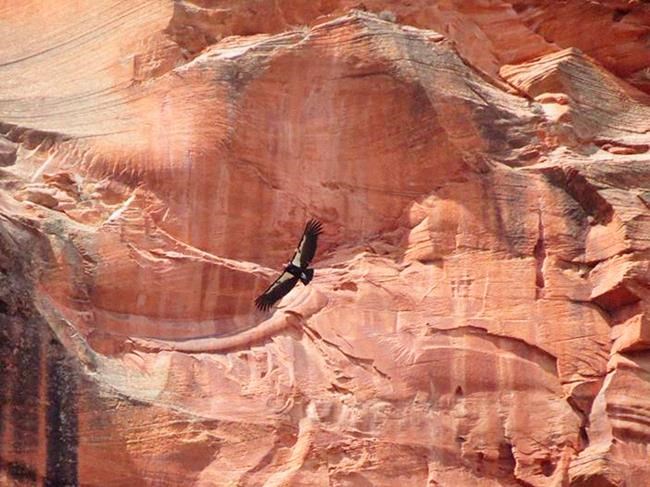Endangered condor may have hatched in Zion National Park | iNFOnews.ca Endangered condor may have hatched in Zion National Park | iNFOnews.ca
