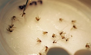 Health officials: 2012 broke the record for West Nile virus deaths, but not for illnesses | iNFOnews.ca CP23323910