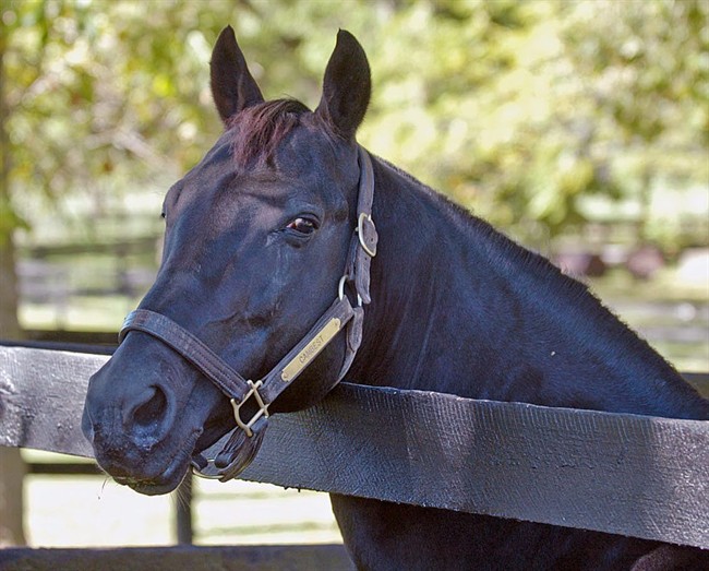 World's fastest harness horse dies; sired winning offspring and trotted up until his death | iNFOnews.ca CP33454034