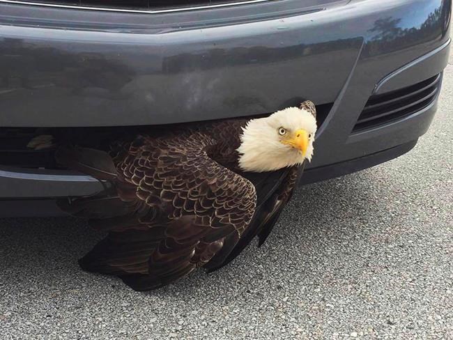 Eagle freed in Hurricane Matthew aftermath from car grill | iNFOnews.ca