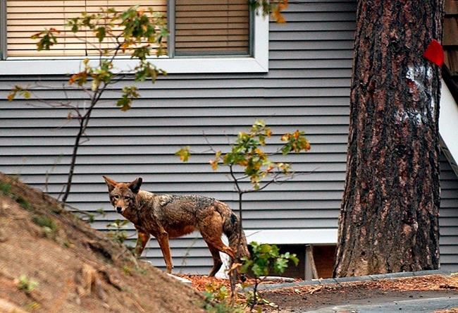 Many animals are shifting from day to night to avoid people | iNFOnews.ca CP1876928708
