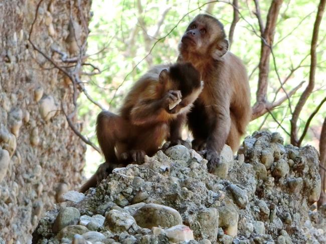 Rock-smashing monkeys make flakes like early stone tools | iNFOnews.ca Rock-smashing monkeys make flakes like early stone tools | iNFOnews.ca
