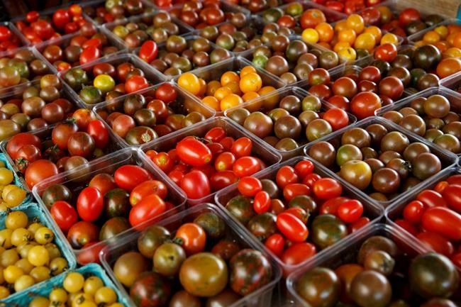 Why tomatoes lose flavour in fridge: their genes chill out | iNFOnews.ca