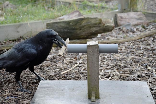 What 'Thrones' fans already know: Ravens can see ahead | iNFOnews.ca