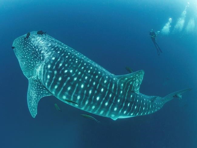 Cracking the mysteries of the elusive, majestic whale shark | iNFOnews.ca Cracking the mysteries of the elusive, majestic whale shark | iNFOnews.ca