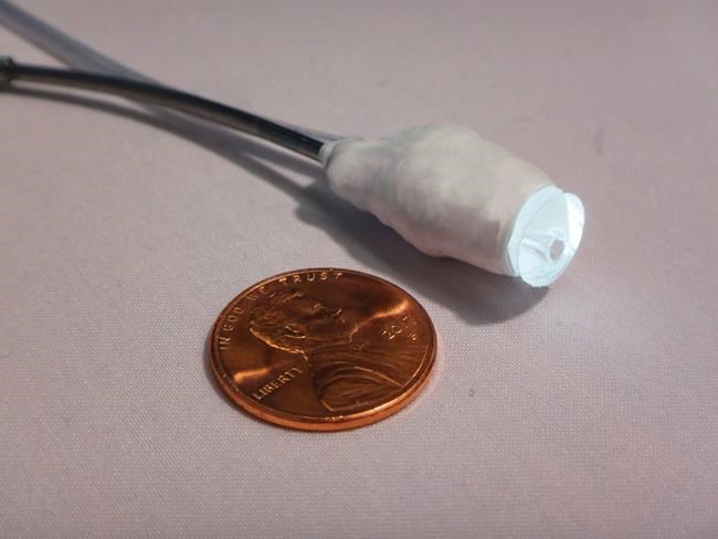 Robotic device winds its own way through beating pig heart | iNFOnews.ca Robotic device winds its own way through beating pig heart | iNFOnews.ca