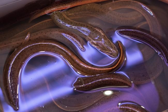 'Big pile' of eels dumped in NYC park; impact not yet known | iNFOnews.ca 'Big pile' of eels dumped in NYC park; impact not yet known | iNFOnews.ca