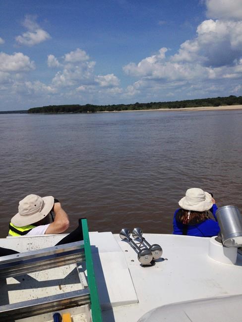 Lots of good terns: Bird ready to fly off endangered list | iNFOnews.ca