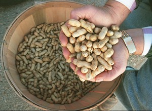 How many nuts should you eat for your health? | iNFOnews.ca CP26037233