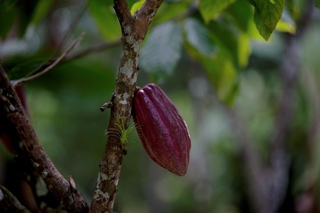 How old is cacao? New research pushes back date | iNFOnews.ca How old is cacao? New research pushes back date | iNFOnews.ca