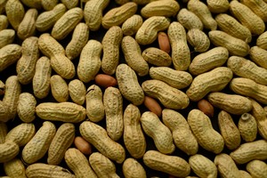 Peanut consumption in infancy helps prevent peanut allergies in kids at high risk, study finds | iNFOnews.ca CP32022591