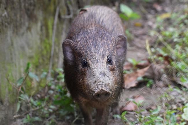 Virus lockdown for world’s smallest and rarest wild pigs | iNFOnews.ca CP195711905