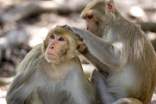 Monkeys, ferrets offer needed clues in COVID-19 vaccine race | iNFOnews.ca