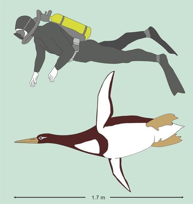 Ancient penguin was as big as a (human) Pittsburgh Penguin | iNFOnews.ca