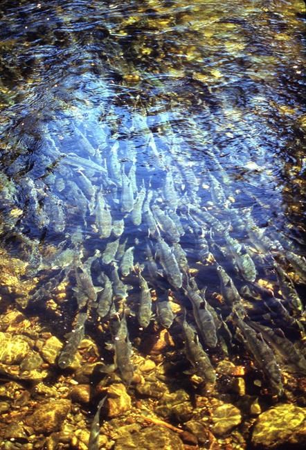 Correction: Alaska-Salmon Hatcheries story | iNFOnews.ca Correction: Alaska-Salmon Hatcheries story | iNFOnews.ca