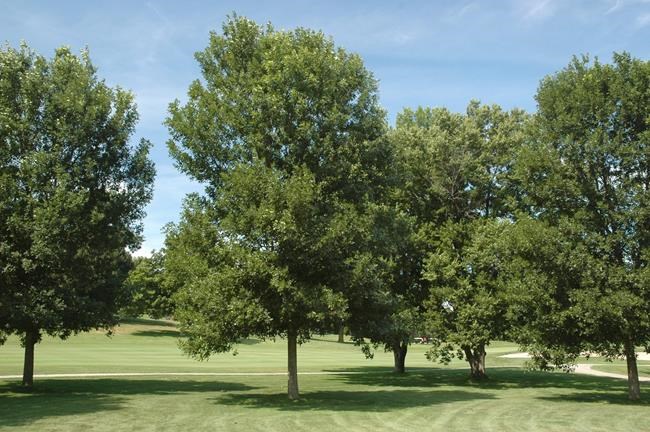 Scientists: Ash tree species pushed to brink of extinction | iNFOnews.ca Scientists: Ash tree species pushed to brink of extinction | iNFOnews.ca