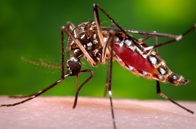 Pregnant women told to avoid countries with Zika outbreaks | iNFOnews.ca CP36029264