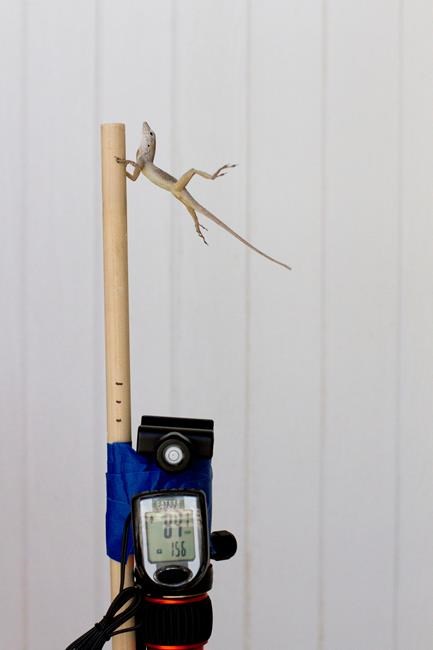 Researchers use leaf blower to see how lizards endure storms | iNFOnews.ca Researchers use leaf blower to see how lizards endure storms | iNFOnews.ca