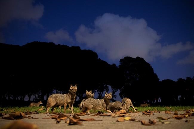 As people stay home, Earth turns wilder and cleaner | iNFOnews.ca