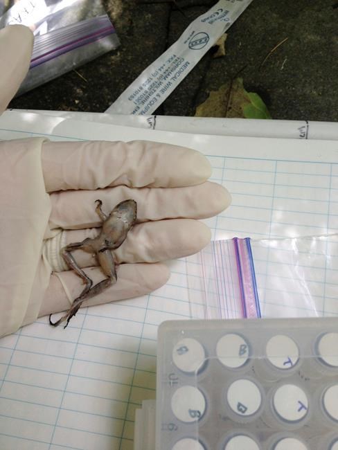 A ribbit of hope: Panama frogs hop back after nasty disease | iNFOnews.ca