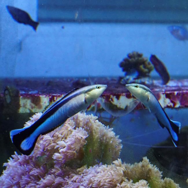 Fish pass mirror test, but does it mean they're self-aware? | iNFOnews.ca Fish pass mirror test, but does it mean they're self-aware? | iNFOnews.ca