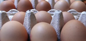 Some egg each day to keep an egg allergy away? It worked in a study but don't try it yourself | iNFOnews.ca CP19454751