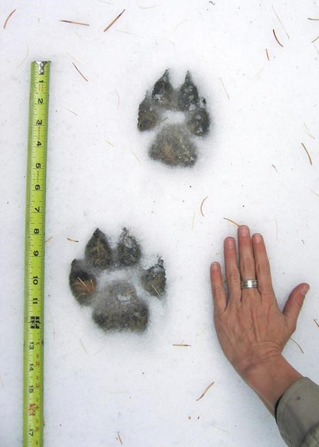 Illegal killings, political opposition hobble wolf recovery | iNFOnews.ca Illegal killings, political opposition hobble wolf recovery | iNFOnews.ca
