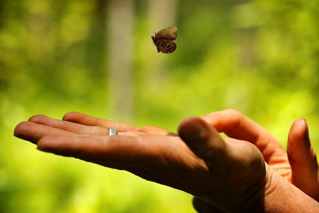 Butterfly on a bomb range: Endangered Species Act at work | iNFOnews.ca
