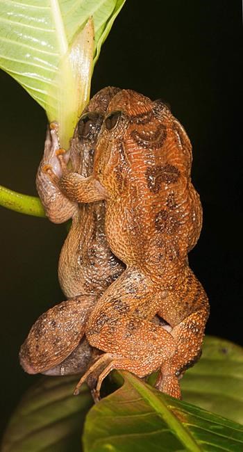 For the Kermit Sutra? New mating position reported for frogs | iNFOnews.ca
