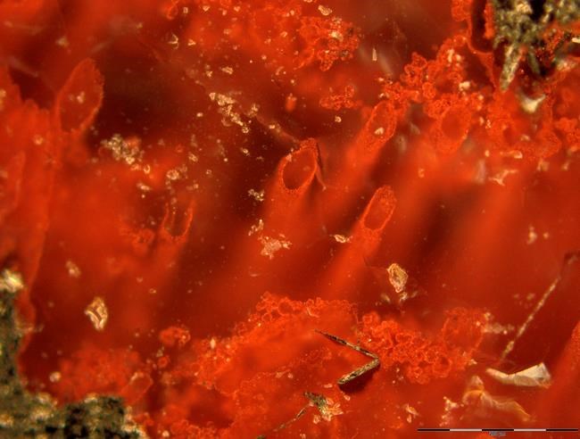 Tiny filaments, tubes found in Quebec proposed as Earth's earliest fossils | iNFOnews.ca