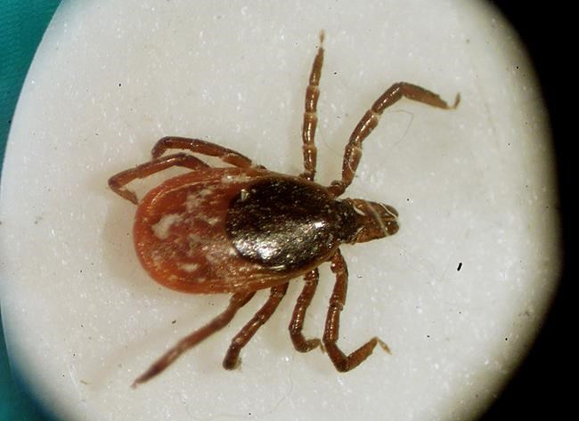 US officials report a record number of tick diseases | iNFOnews.ca