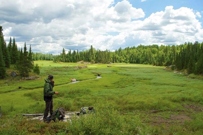 Wolves preying on beavers in Minnesota reshape wetlands | iNFOnews.ca Wolves preying on beavers in Minnesota reshape wetlands | iNFOnews.ca