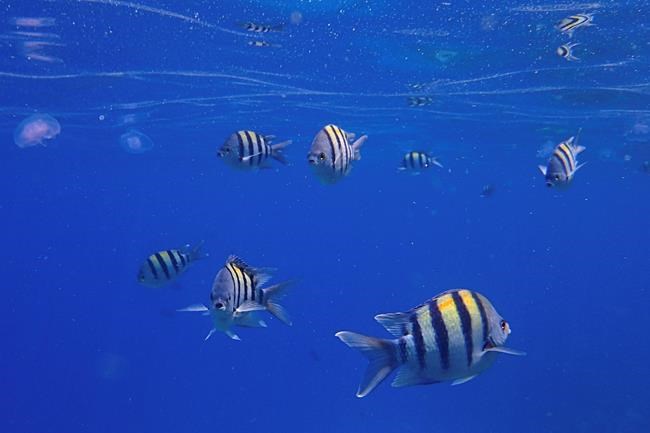 Under the sea, humans have changed ocean sounds | iNFOnews.ca