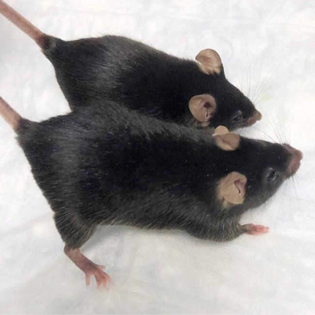 'Mighty mice' stay musclebound in space, boon for astronauts | iNFOnews.ca 'Mighty mice' stay musclebound in space, boon for astronauts | iNFOnews.ca