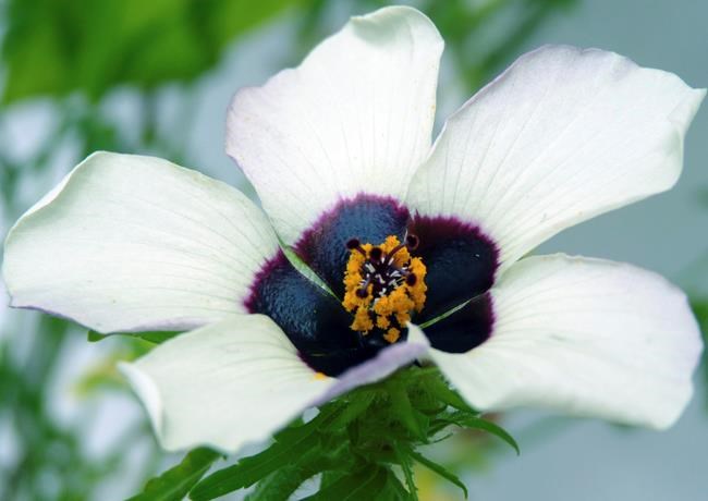 Some flowers create blue halo to say hello to foraging bees | iNFOnews.ca Some flowers create blue halo to say hello to foraging bees | iNFOnews.ca