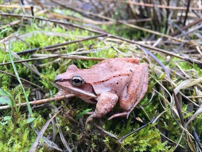 Wood frogs' No. 1 option: Hold in pee all winter to survive | iNFOnews.ca Wood frogs' No. 1 option: Hold in pee all winter to survive | iNFOnews.ca