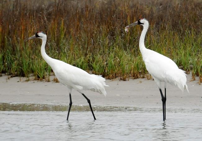 Virus outbreak cancels whooping crane count in Texas | iNFOnews.ca