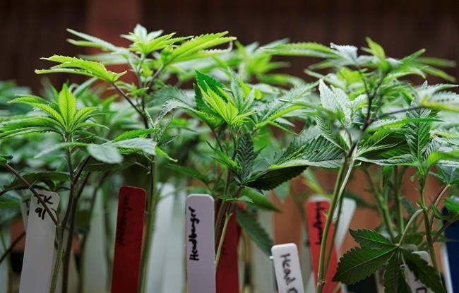 Science Says: What's known and not known about marijuana | iNFOnews.ca